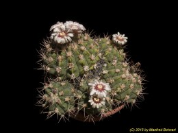 Gymnocalycium nigriareolatum 138